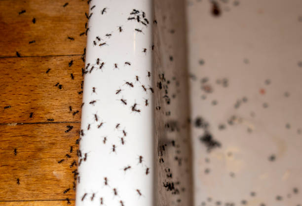 Best Bed Bug Extermination  in Winterville, GA