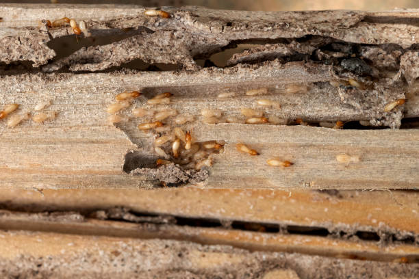  Winterville, GA Pest Control Pros